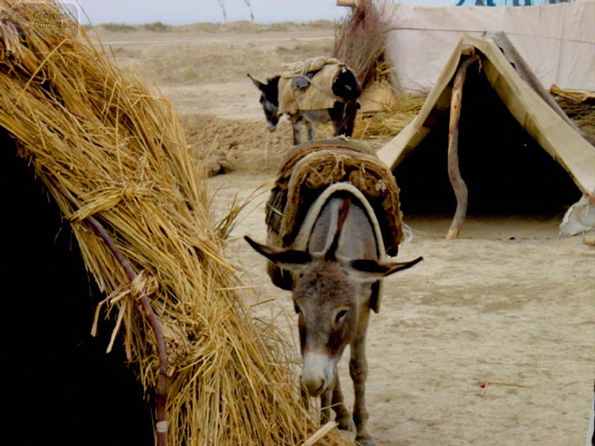 Donkey Eating a Hut